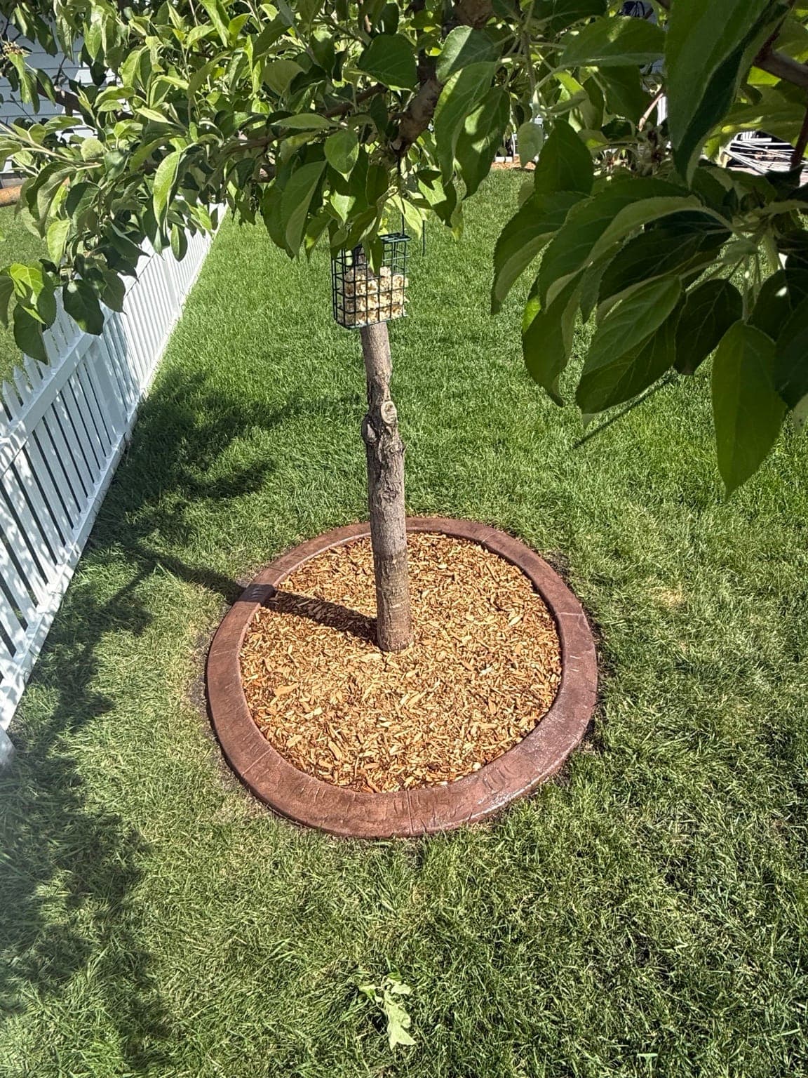 Stamped-concrete tree ring EdgeLine installed for Scott